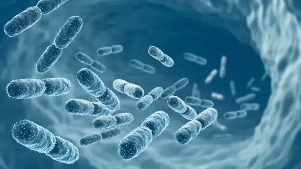 Fuel Your Flora: The Hidden Power of Prebiotics